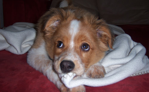 Anna Loyelles Hund Kira