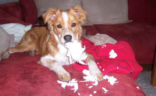 Anna Loyelles Hund Kira