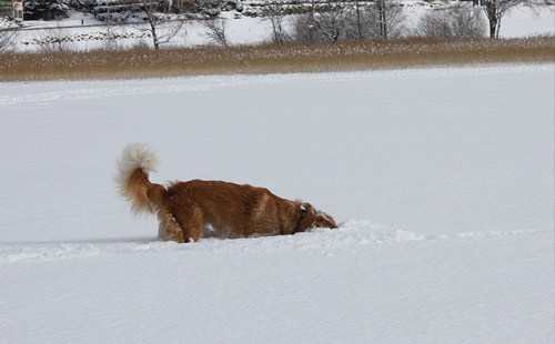 Anna Loyelles Hund Kira
