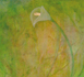 Calla
