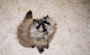 katze1.jpg (43374 bytes)