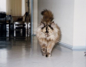 katze2.jpg (46198 bytes)