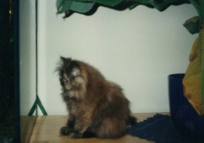 katze3.jpg (40428 bytes)