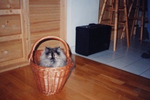 katze4.jpg (42097 bytes)