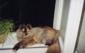 katze5.jpg (36510 bytes)