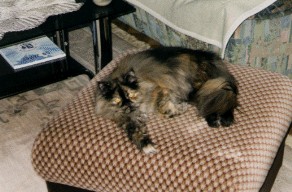 katze6.jpg (51438 bytes)