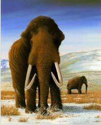 Mammut
