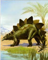 Stegosaurus