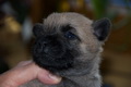 Das ist R�de Kuno