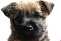 Kessy von der Kaisers�ule