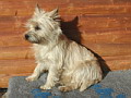 fuchsie02.jpg