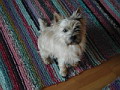 fuchsie03.jpg