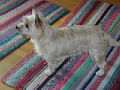 fuchsie04.jpg