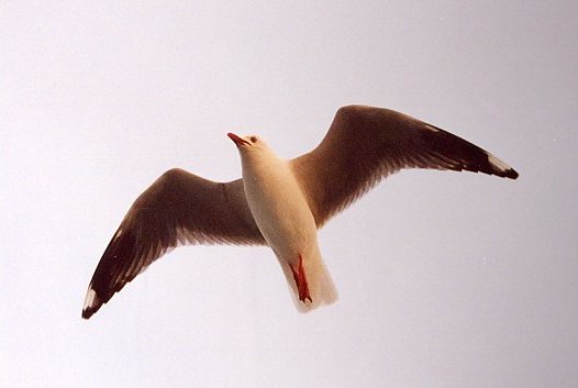 Seagull chasing a boat