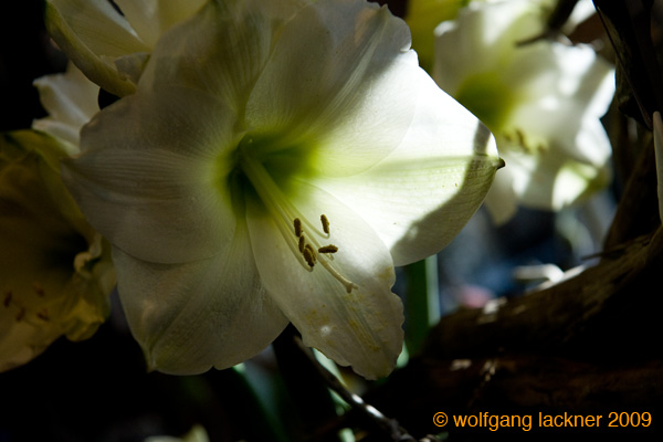 20091122_adventausst#7A826C