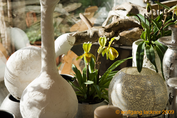 20091122_adventausst#7A82E1