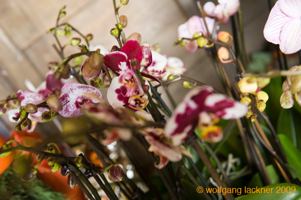 20091122_adventausst#7A82E7
