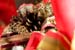 20091122_adventausst#7A8266