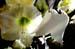 20091122_adventausst#7A8269