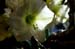 20091122_adventausst#7A826C