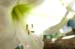 20091122_adventausst#7A826F