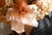 20091122_adventausst#7A8275