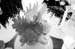 20091122_adventausst#7A827E