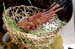 20091122_adventausst#7A8296