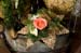 20091122_adventausst#7A82A5