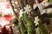 20091122_adventausst#7A82A8