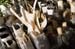 20091122_adventausst#7A82CF
