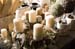 20091122_adventausst#7A82D2