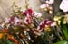 20091122_adventausst#7A82E7
