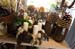 20091122_adventausst#7A82ED
