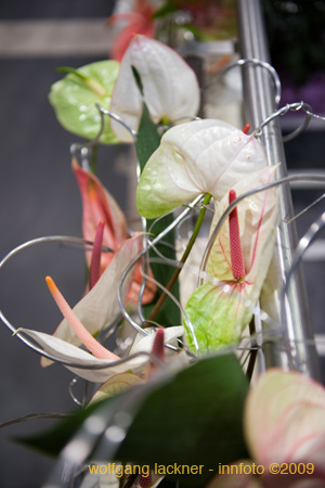 20090207_blumenschmu#3C3825