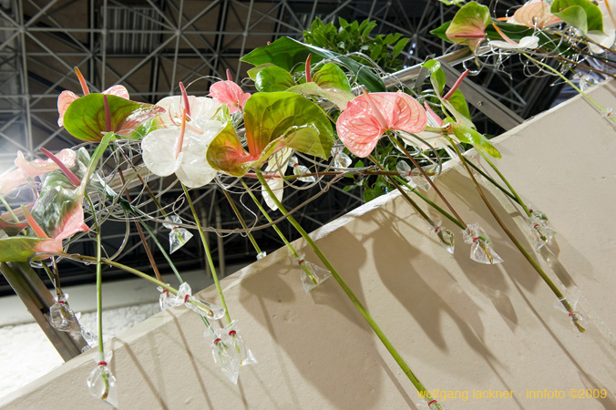 20090207_blumenschmu#3C3827