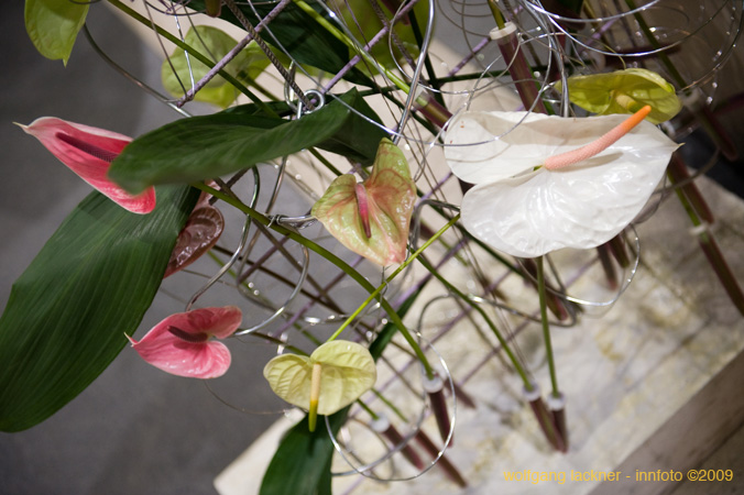 20090207_blumenschmu#3C382B
