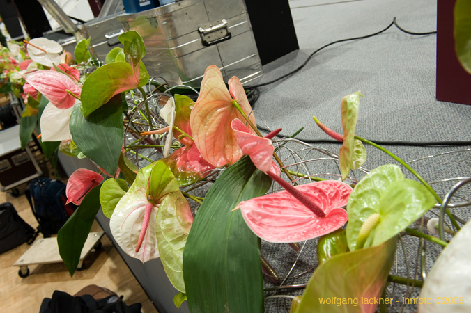 20090207_blumenschmu#3C384B