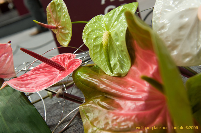 20090207_blumenschmu#3C384F