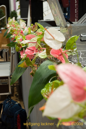 20090207_blumenschmu#3C3854
