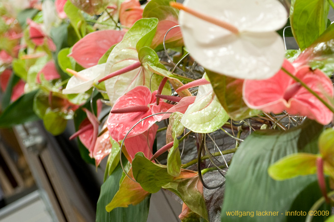 20090207_blumenschmu#3C3858