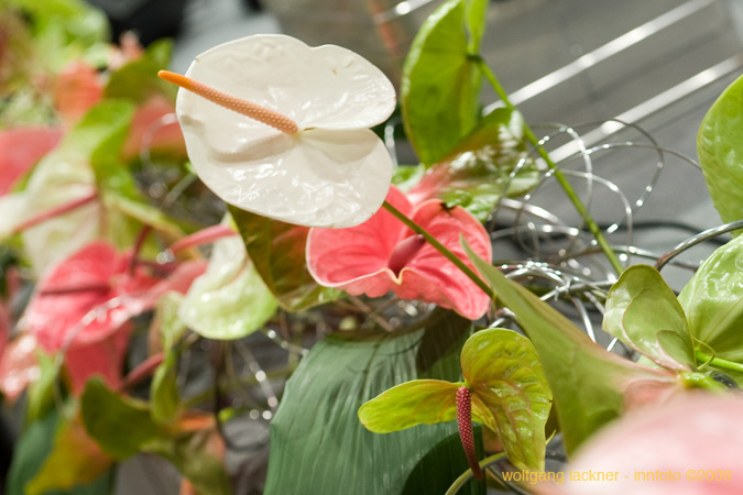 20090207_blumenschmu#3C385C