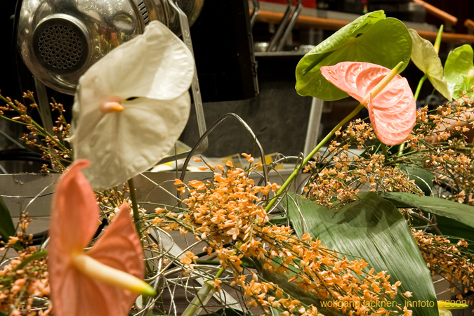 20090207_blumenschmu#3C3868