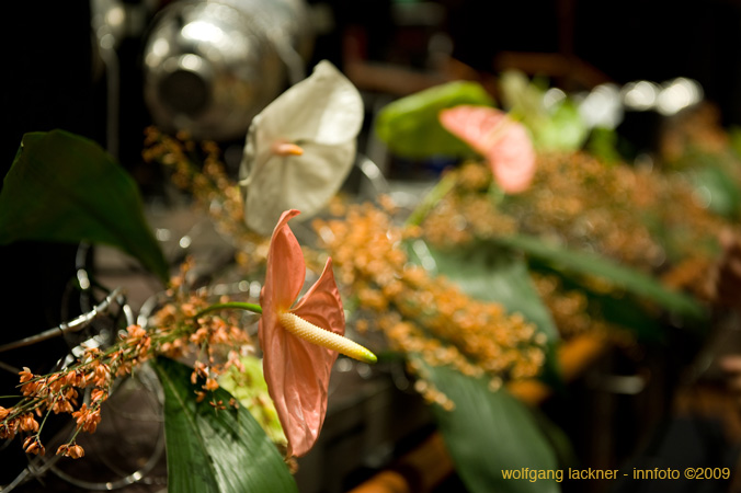 20090207_blumenschmu#3C386C