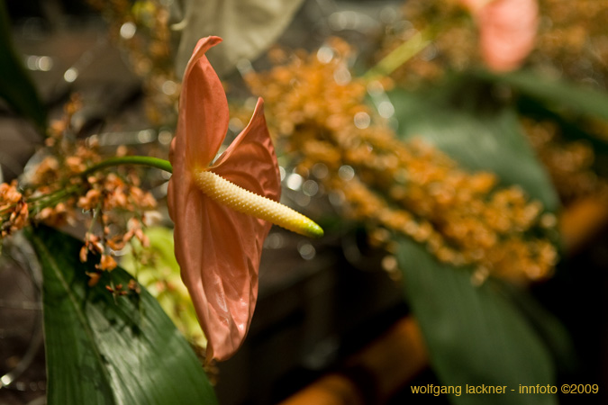 20090207_blumenschmu#3C386E