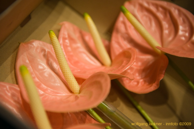 20090207_blumenschmu#3C3874
