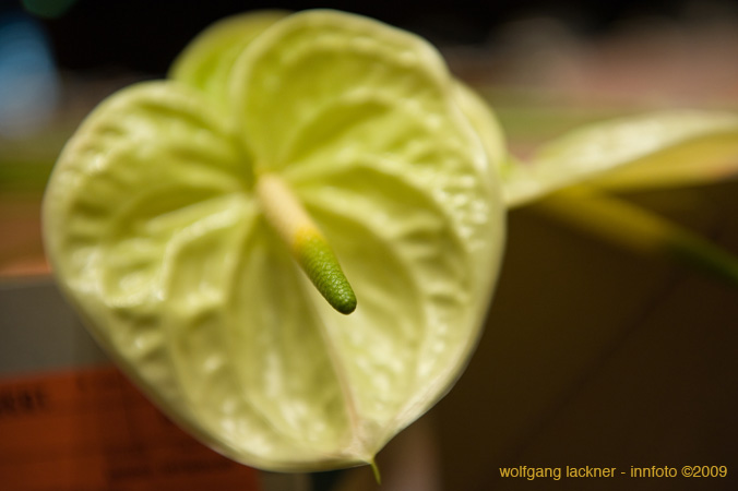 20090207_blumenschmu#3C3876