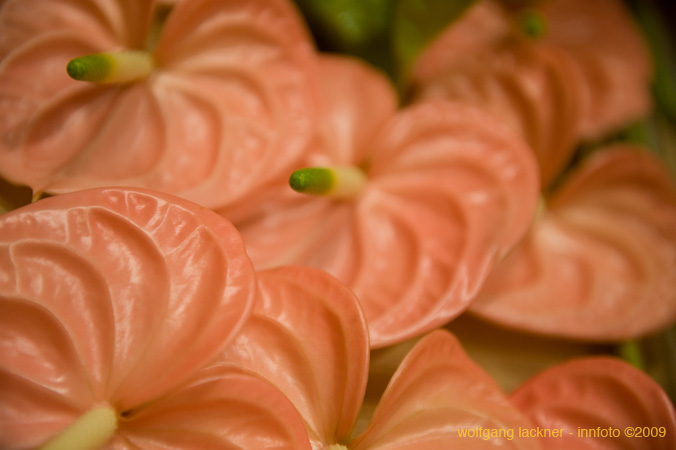 20090207_blumenschmu#3C3878