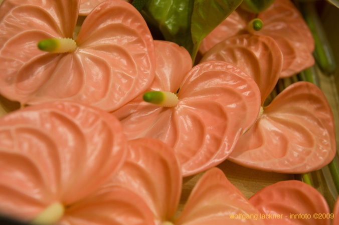 20090207_blumenschmu#3C387A