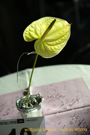 20090207_blumenschmu#3C387C